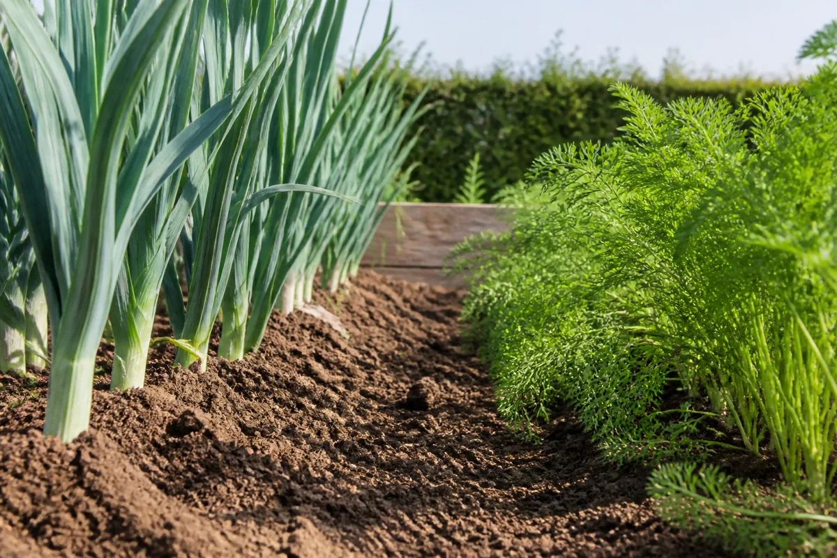 Rangs de poireaux et de carottes voisinant sur une planche de potager, terre griffée entre les rangs, feuillages contrastés en fin de matinée