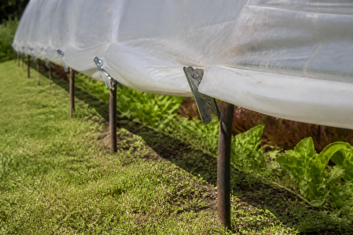 Bandeau latéral d&rsquo;un tunnel de jardin relevé et maintenu par des pinces métalliques